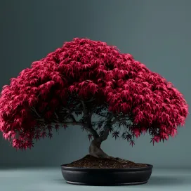 Plants Bonsai 4